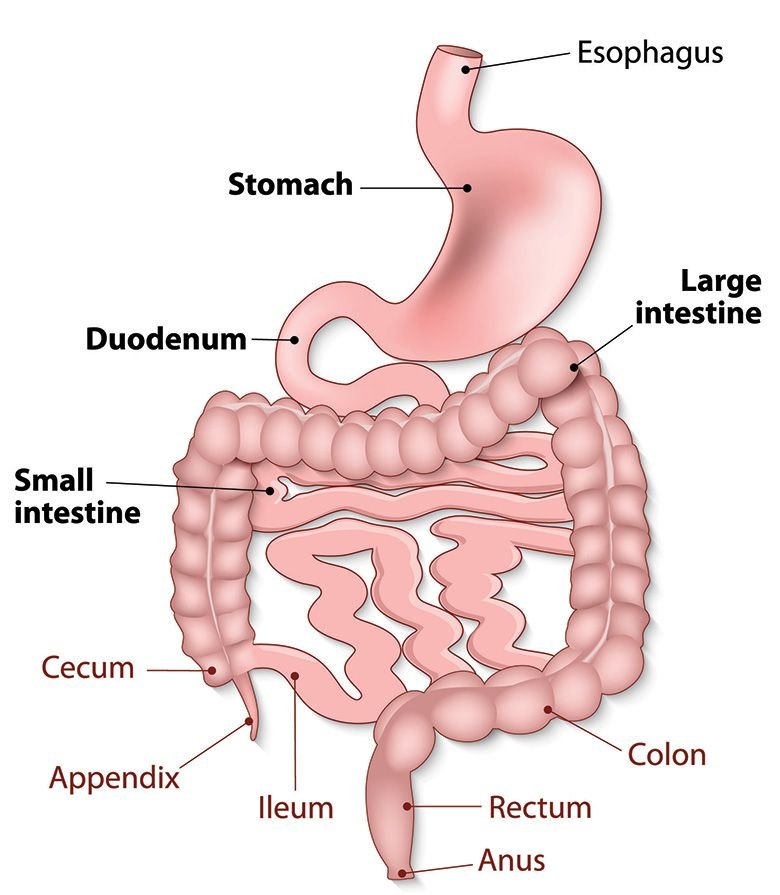 Common Digestive Problems: Causes, Symptoms and Effective Treatments